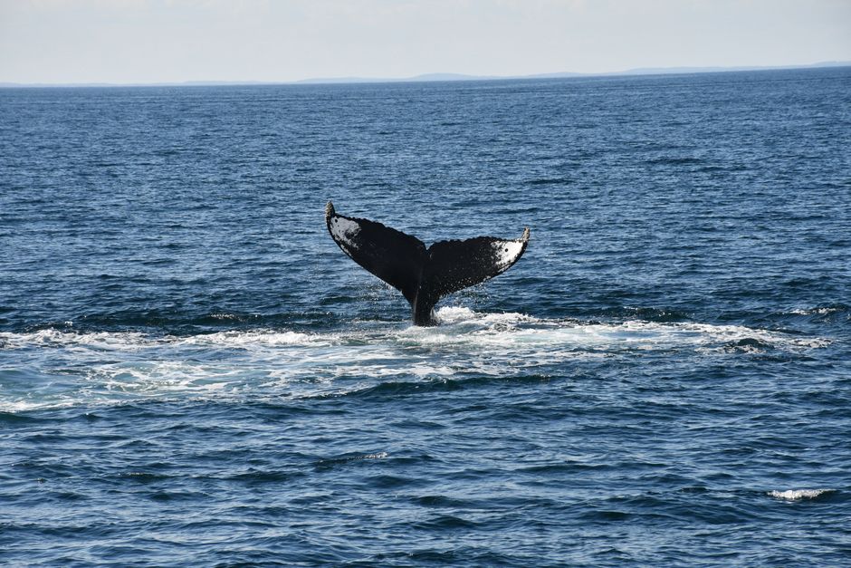 Ballenas y Delfines
